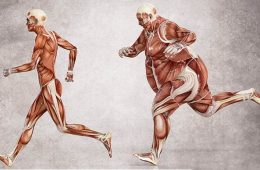Мышечная биохимия - как правильно тренироваться для похудения?