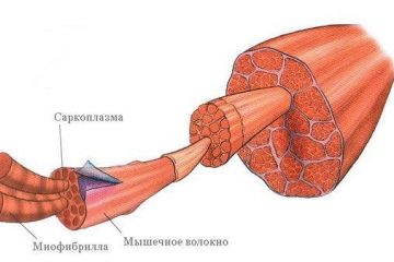 Что такое гипертрофия мышц
