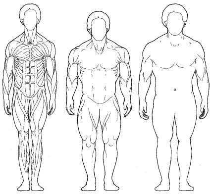 Типы телосложения