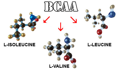 BCAA: для чего нужны и как пить