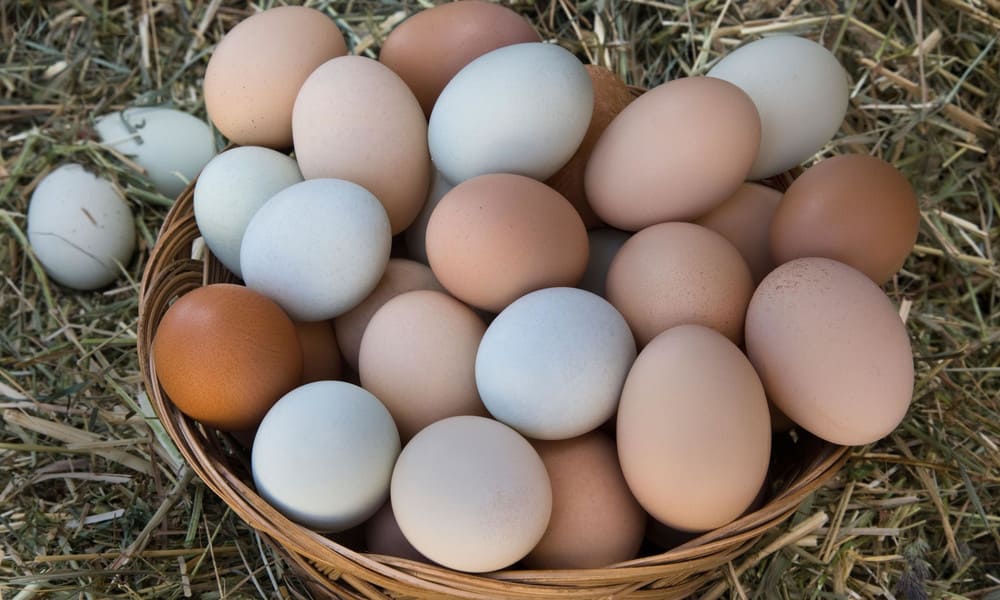 Яйцо куриное – калорийность, вес