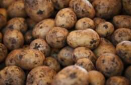 Калорийность и пищевая ценность картофеля